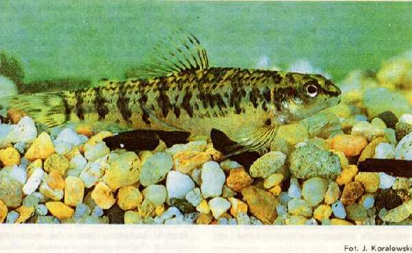 Characidium Fasciatum