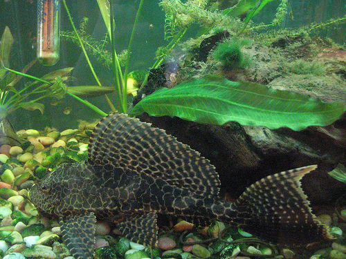 Plik:IMG 2634.JPG-6844.jpg