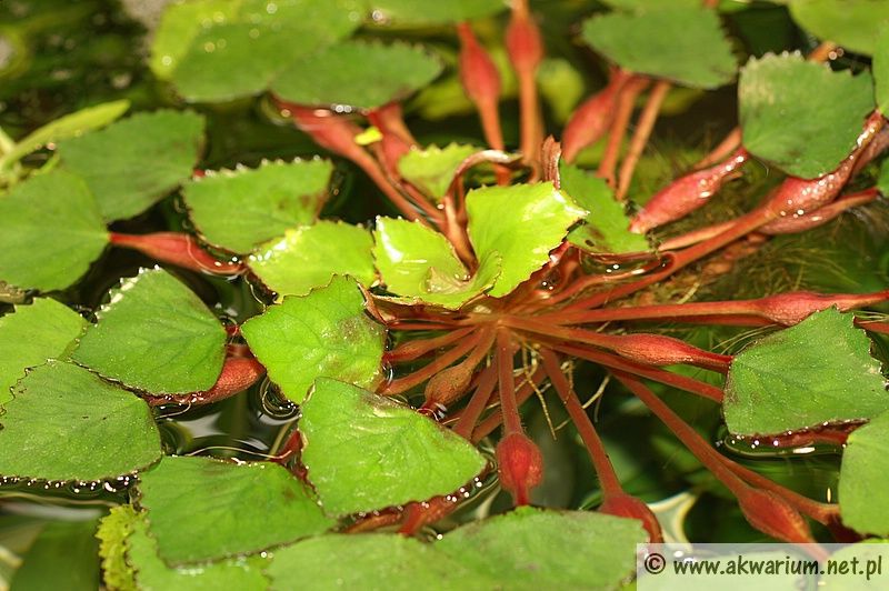 Plik:Trapa natans2.jpg