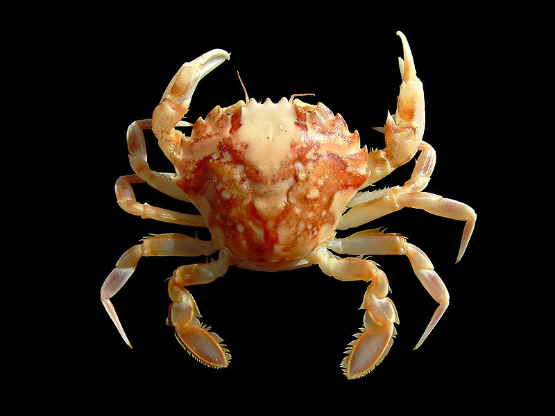 Plik:Liocarcinus marmoreus 2.jpg