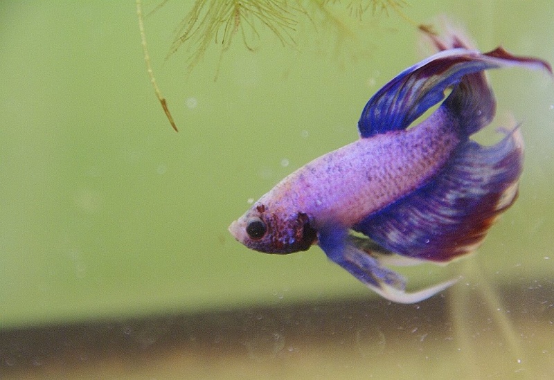 Plik:Bojownik zbieranie ikry.jpg