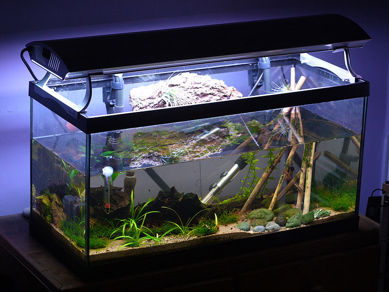 Plik:Akwarium -5536.jpg