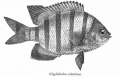 GlyphidodonCelestinus.png