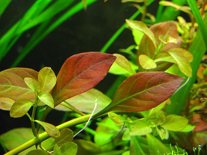 Plik:Ludwigia repens.JPG