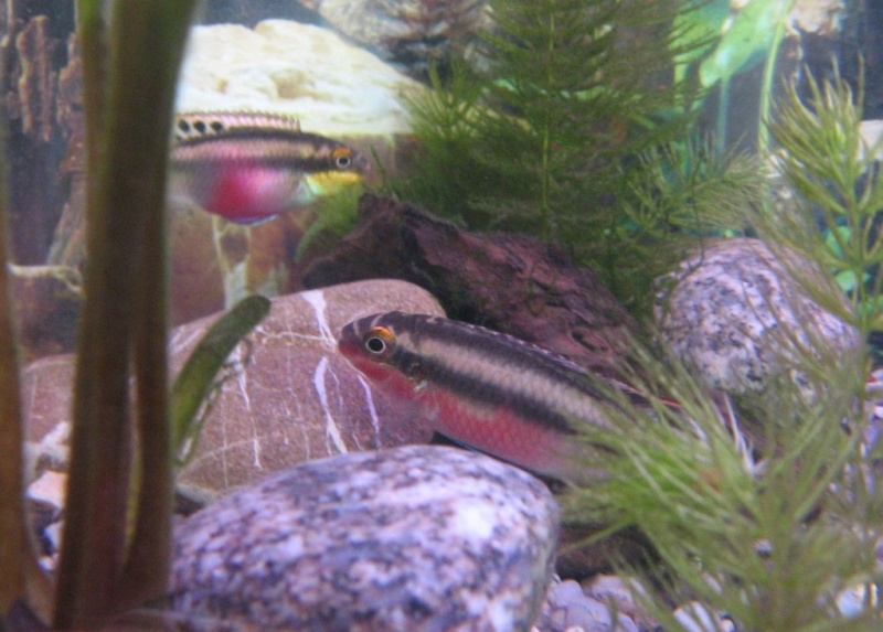 Plik:Barwniak czerwonobrzuchy 7.jpg