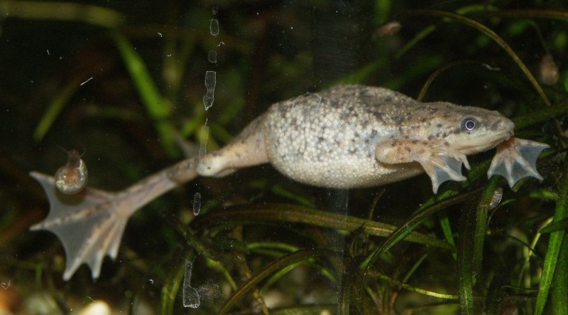 Plik:Hymenochirus boettgeri.jpg