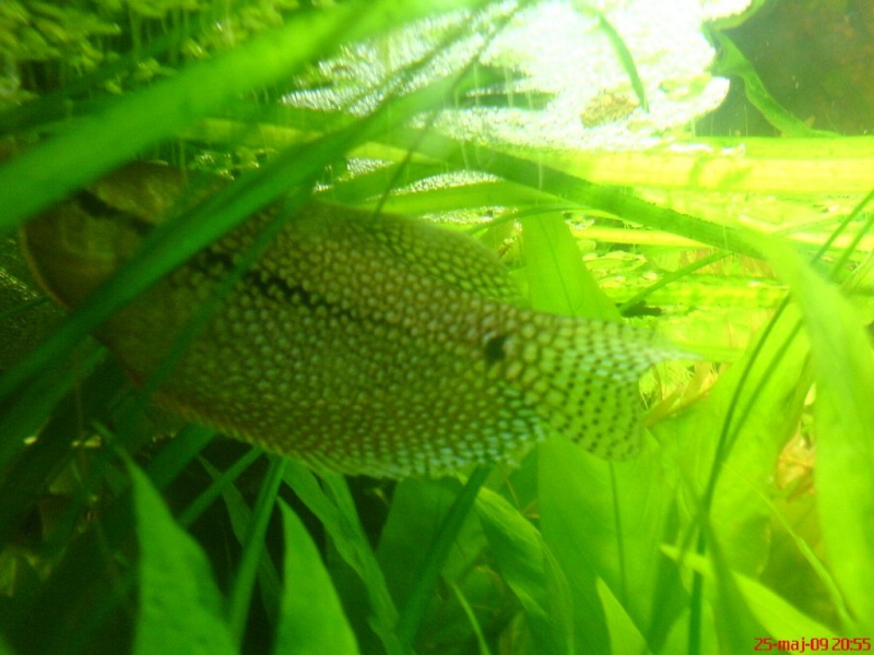Plik:Gurami mozaikowy budowaGniazda.JPG