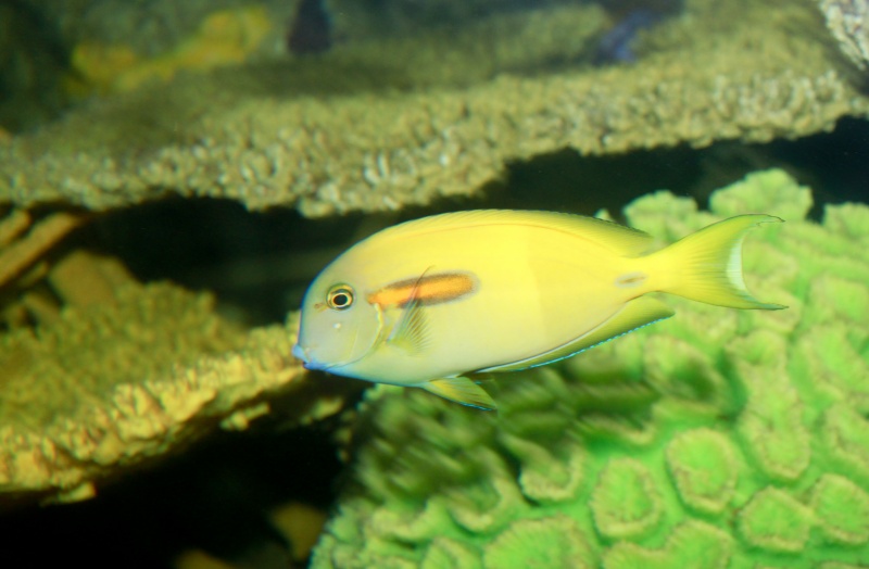 Plik:Acanthurus olivaceus Orangeband Surgeonfish-8259.jpg