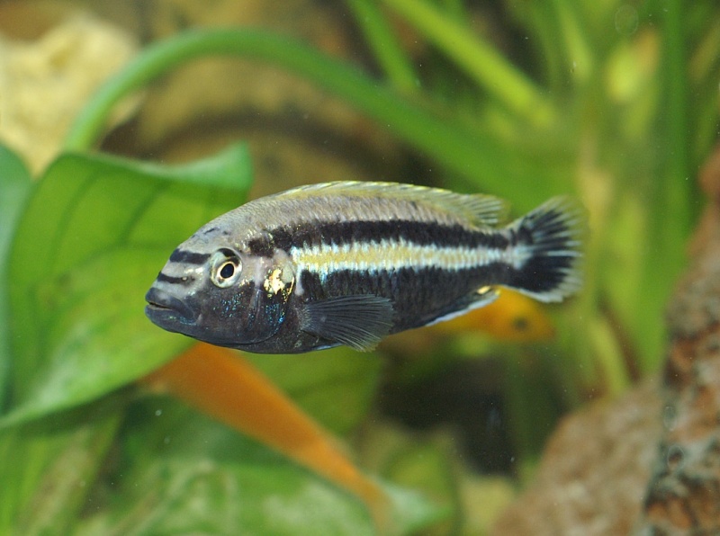 Plik:Melanochromis auratus.jpg