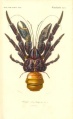 CoconutCrabDictionnaireDHistoireNaturelle1849.jpg