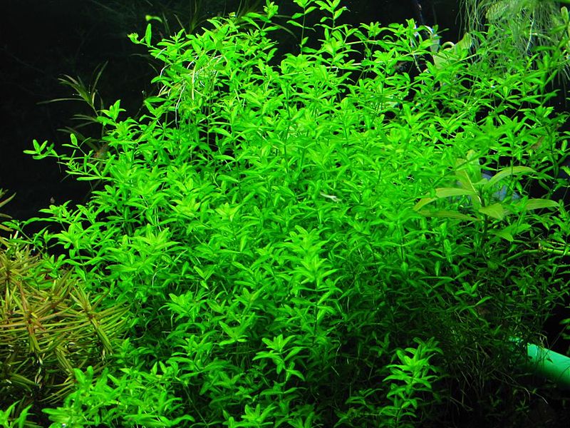 Plik:Hemianthus micranthemoides.JPG