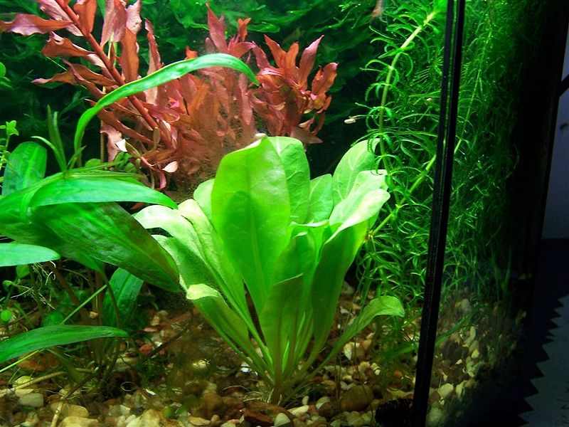 Plik:Jarnik solankowy.JPG