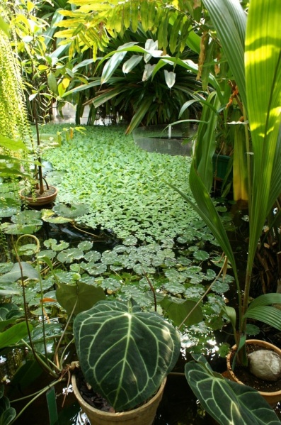 Plik:Palmiarnia 7.jpg