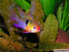 Papiliochromis ramirezi.jpg