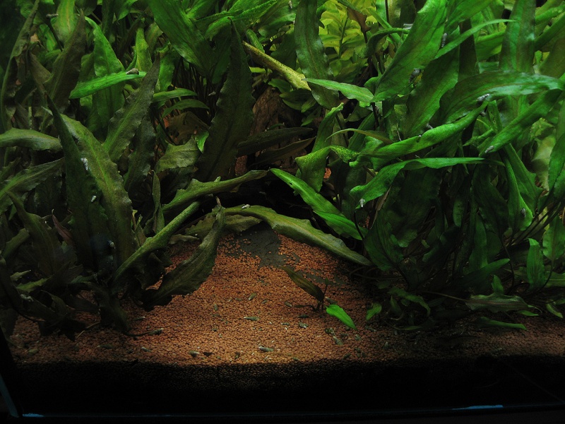 Plik:Cryptocoryne-7522.jpg