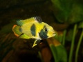 Apistogramma nijsseni female.jpg