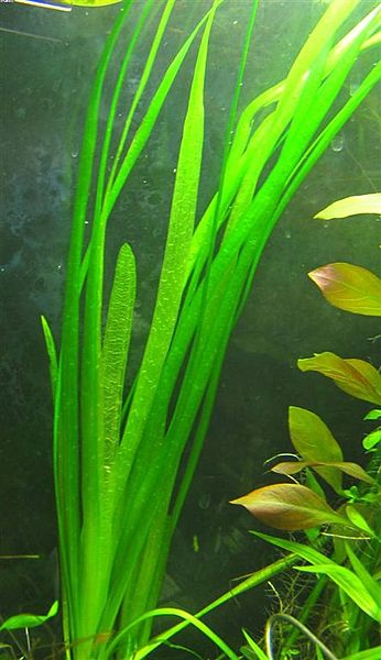 Plik:Vallisneria spiralis.JPG