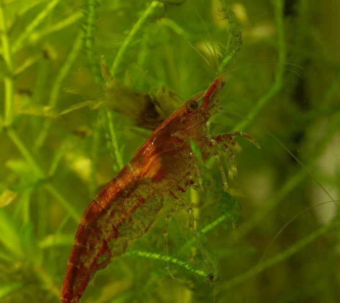 Plik:Neocaridina heteropoda.jpg