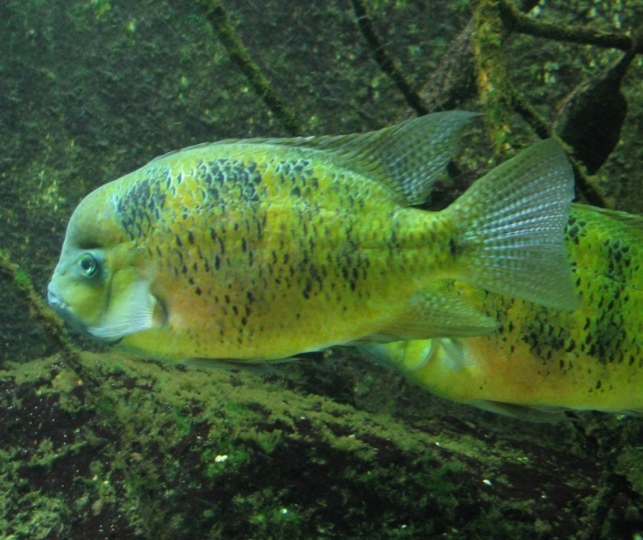 Plik:Herichthys bocourti.jpg