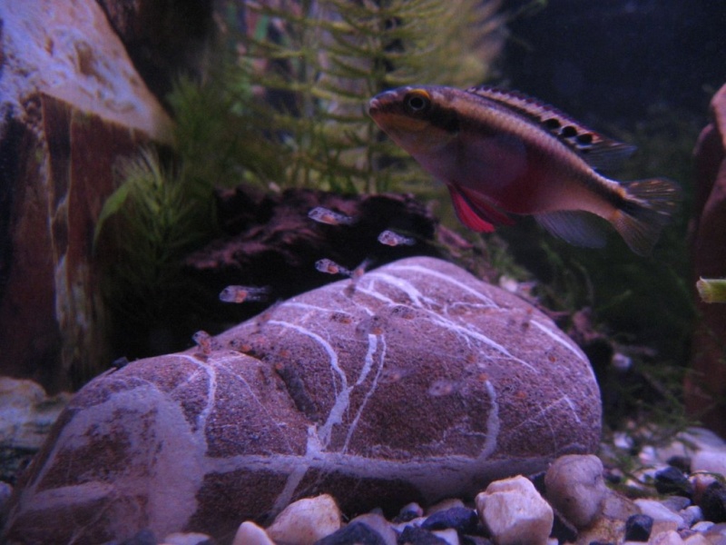 Plik:Barwniak czerwonobrzuchy 9.jpg