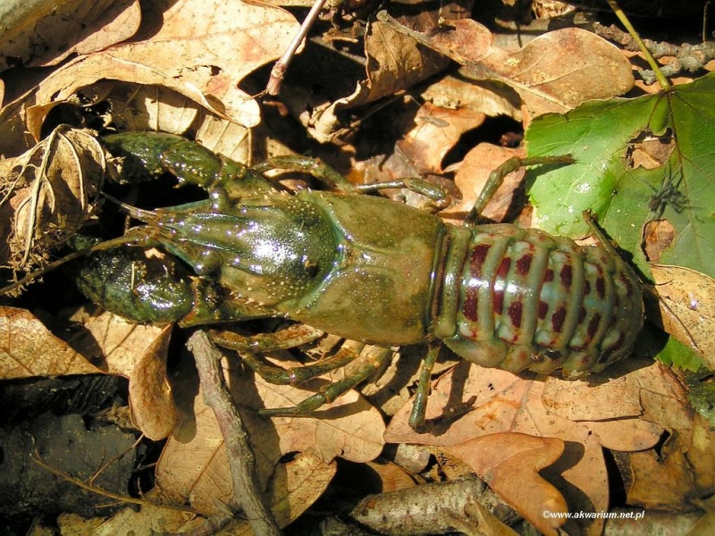 Plik:Rak pregowaty.jpg