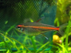 Hemigrammus erythrozonus.jpg