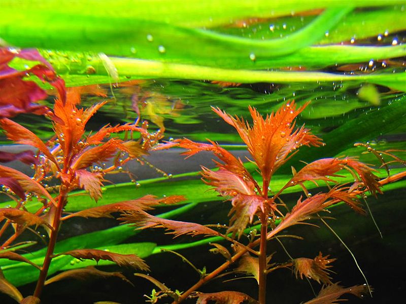 Plik:Pelzacz bagienny.JPG